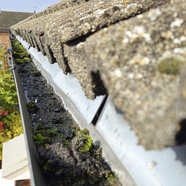 Gutter Cleaning Services in Hertfordshire - Gutter full of Moss