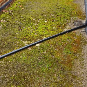 Roof with Moss